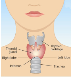 Living with a problem thyroid